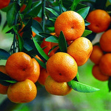 Bonsai Fruit Tree Seeds for growers planting the Unique Bonsai Gardens