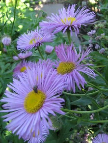 Erigeron Fleabane Daisy Mix Seeds for growers seeking a long-blooming display