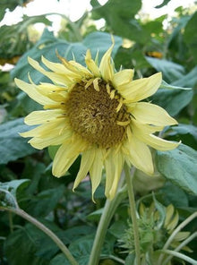 Plant Seeds (Moonwalker sunflower) for seasonal color across the backyard garden or sunny pots