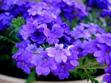 Heirloom Semi Venato Verbena Moujean Tea Purpletop Flowers for Seeds for colorful blooms in the Garden & Tea Uses