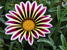 Gazania Seeds for gardeners building out beds and borders