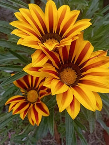 Yellow and orange Gazania rigens flower seeds