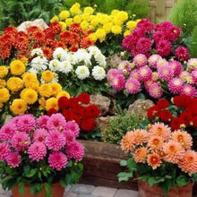 Dahlia Seeds for planting in flower bed