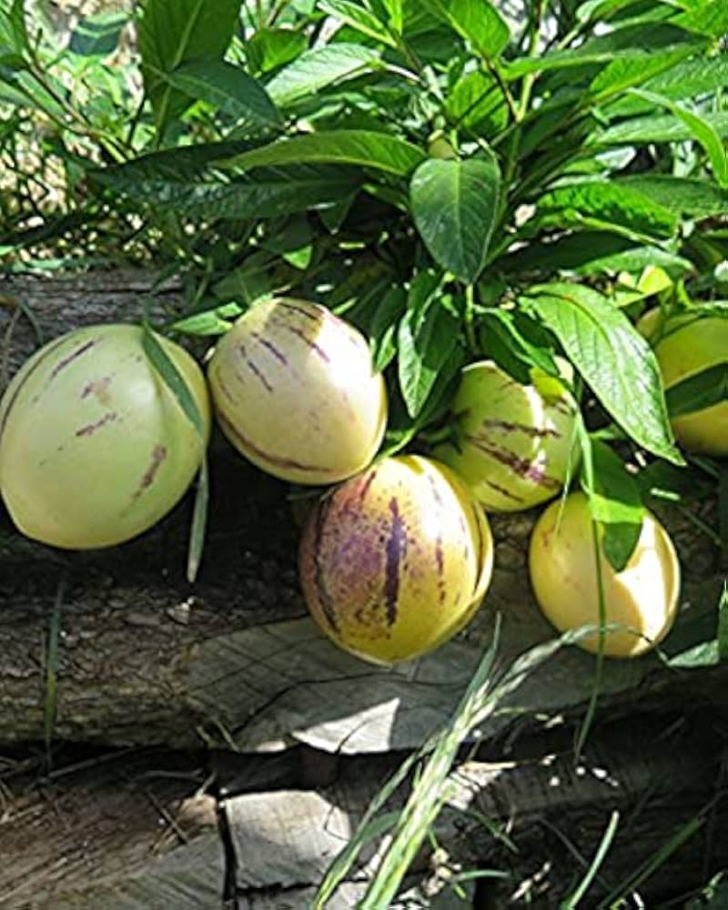 Pepino Melon Eggplant fruit seeds