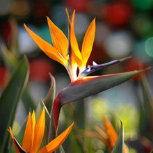 Gilliesii Bird of Paradise Seeds (Strelitzia reginae) for colorful blooms in the Urban Garden