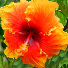 Yellow Orange Hibiscus Seeds (Hibiscus rosa-sinensis) grown for tropical Perennial Planting