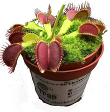 Flytrap Dionaea Muscipula Venus Carnivorous Plant Seeds valued for indoor Natural Insect Control