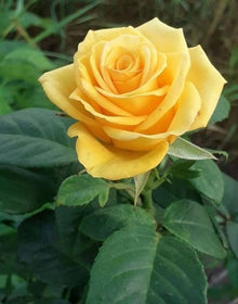 Rose Plant Seeds grown for dIY Gardening
