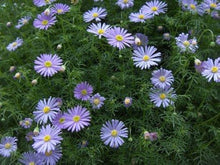 Daisy Brachyscome Iberidifolia Swan River Flower Seeds for Planting – Compact Variety for Containers and Border Edges