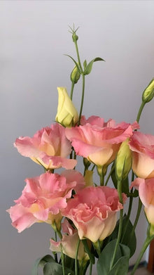 Pink Lisianthus Seeds for long-term planting in the Bonsai Garden or Planters