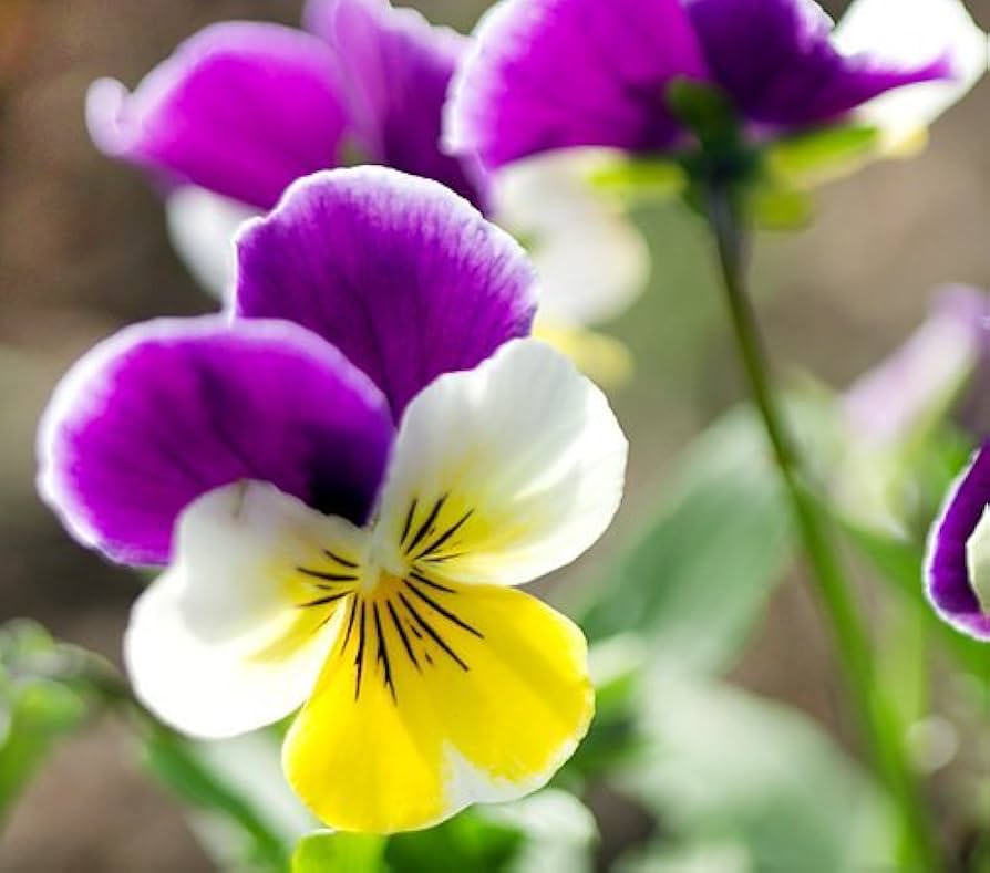 Johnny Jump Up Viola ��������� Viola tricolor ��������� for planting in purple perennial garden