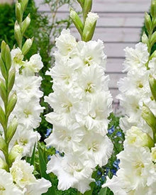 White Gladiolus (Gladiolus spp.) for planting in home garden