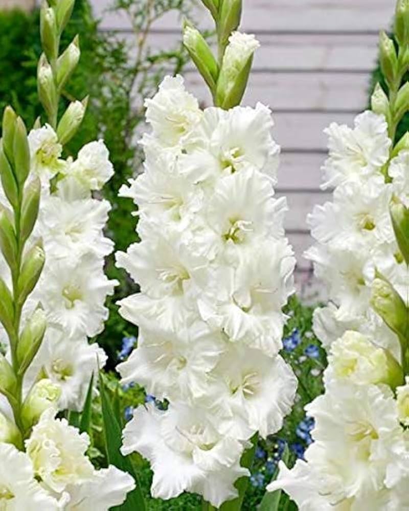 White Gladiolus (Gladiolus spp.) for planting in home garden