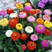 Zinnia flower Seeds (Zinnia elegans) for growers filling out the perennial home garden with vibrant 25-color bloom variety