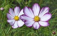 Cosmos Purple Red White Mix Seeds for growers filling out the a Colorful Garden Display