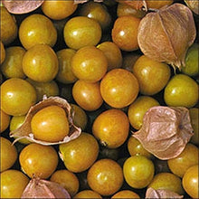Pineapple Tomatillo Seeds prized for rare Yellow Fruits, Eastern European Variety