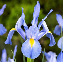 Iris Seeds for gardeners building out beds and borders