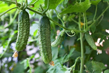Cucumber Seeds for growers stocking a kitchen garden