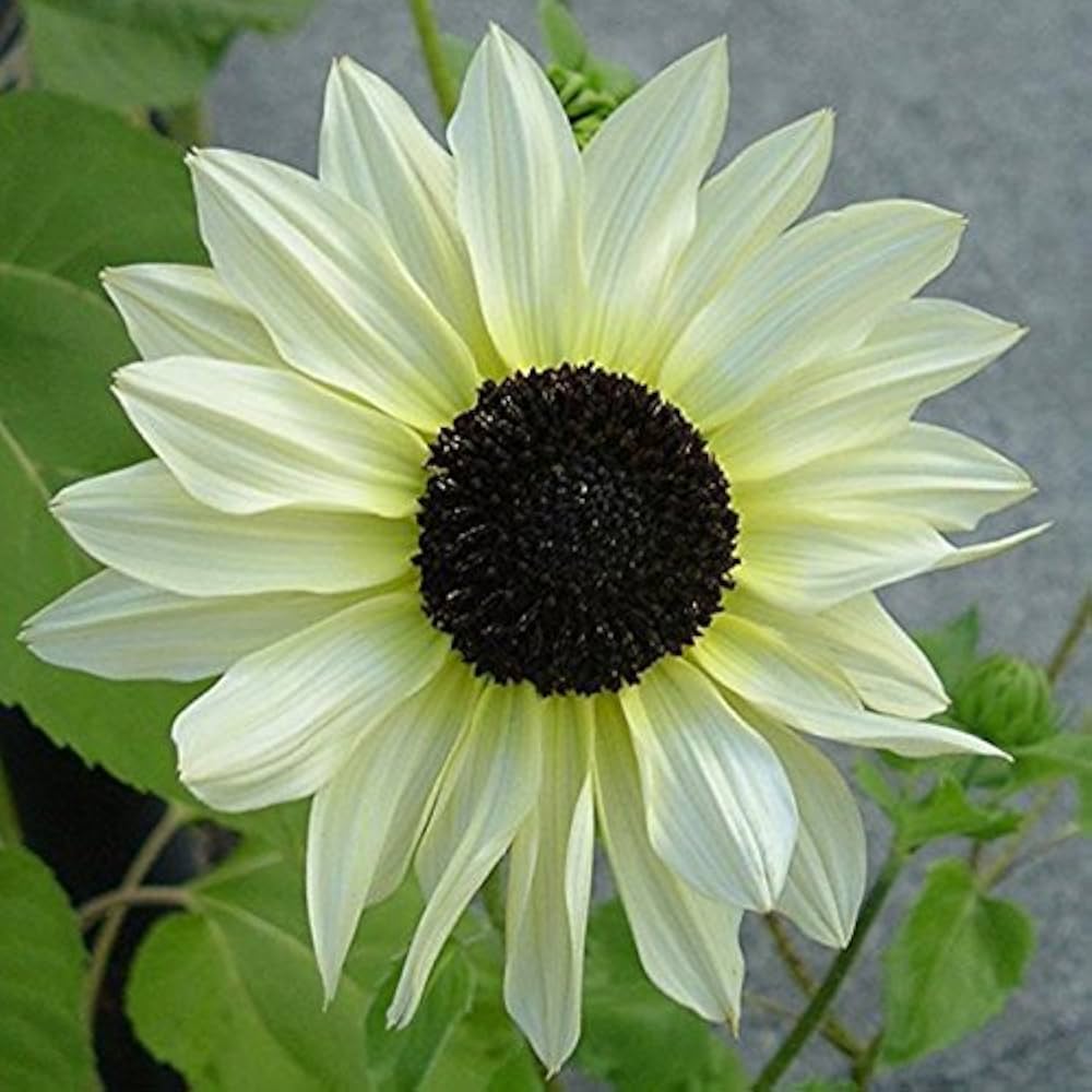 White Sunflower ��������� Helianthus annuus ��������� for ornamental garden