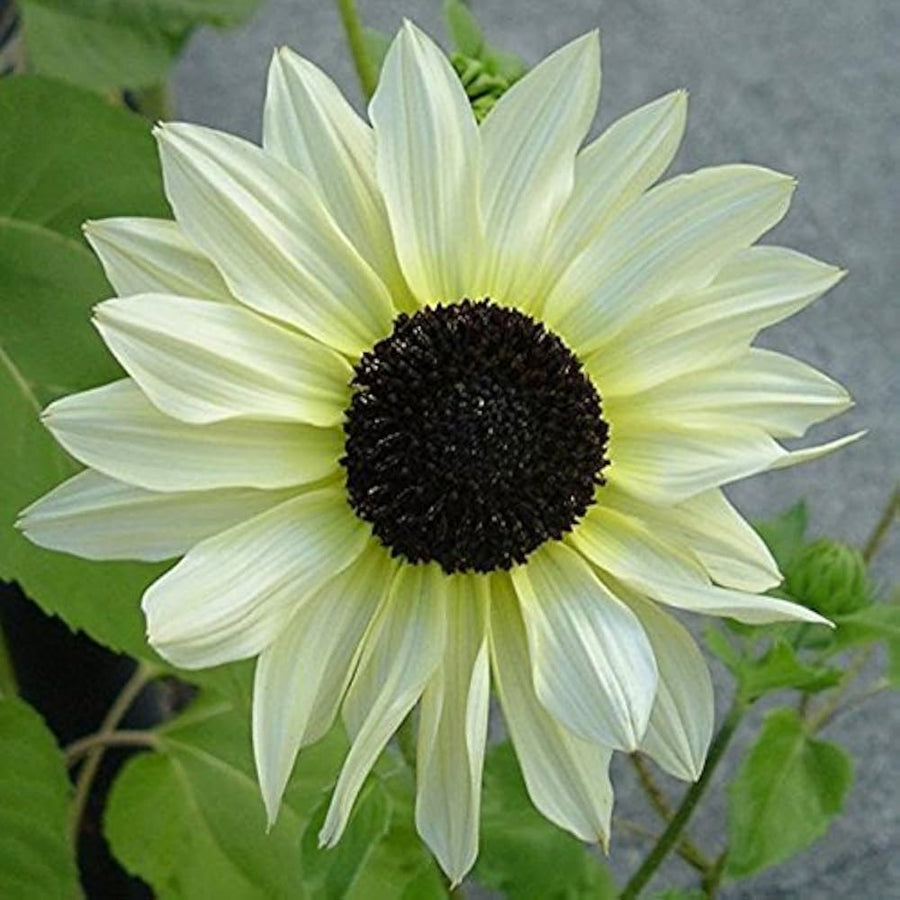 White Sunflower ��������� Helianthus annuus ��������� for ornamental garden