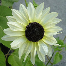 Heirloom Edible White Sunflower Seeds grown for tasty Ornamental Blooms