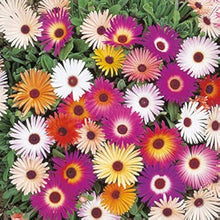 Mix Ice Plant Daisy Rock Garden Plant Seeds for gardeners building out beds and borders