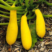Squash Cucurbita Pepo Early Straight Neck Summer Seeds valued by growers for backyard Gardening