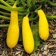 Productive yellow straightneck summer squash seeds
