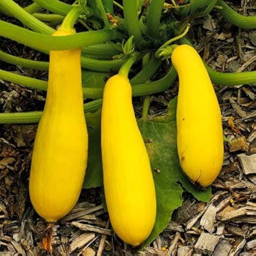 Productive yellow straightneck summer squash seeds
