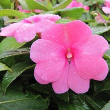 New Guinea Impatiens Divine Lavender flower Seeds known for colorful tropical displays