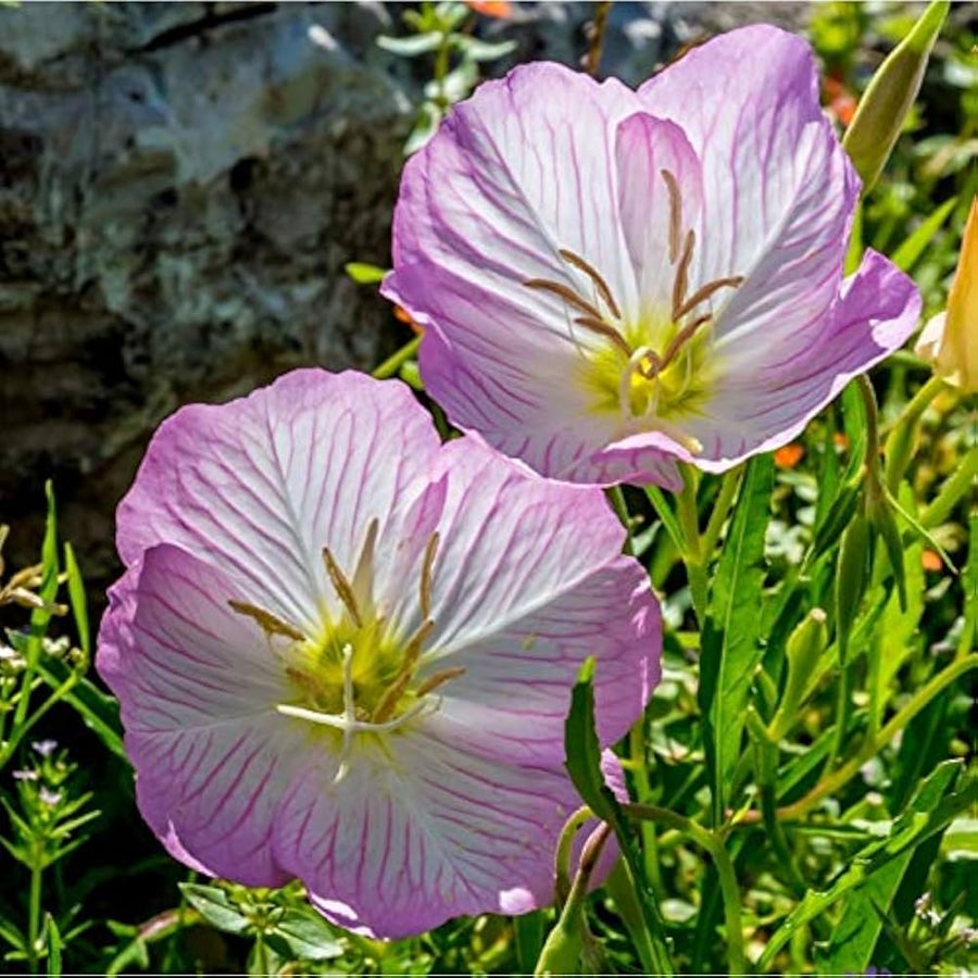 African Moonstone Violet Perennial Flower - for planting in home garden