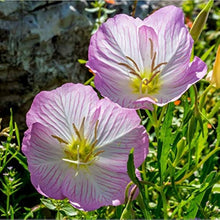 Evening Primrose Seeds (Oenothera speciosa) for colorful blooms in the Flower Home Garden