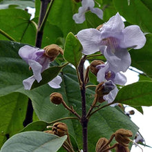 Royal Empress Tree Seeds for a lasting addition to the landscape