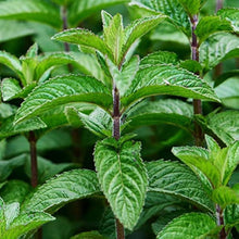Certified Organic Peppermint Seeds for reliable seasonal color
