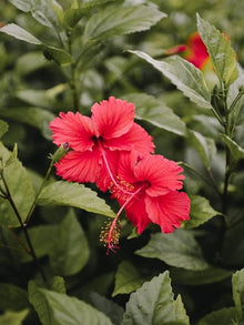 Hibiscus Seeds for growers filling out the Hibiscus Rosa- flower bed border