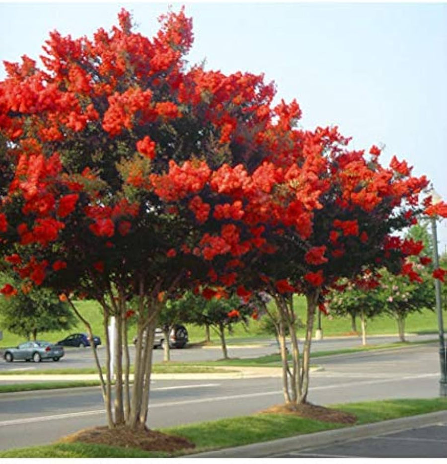 Crepe myrtle tree seeds for pots and garden with red flowers