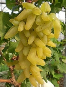 Grape Seeds (Vitis vinifera) for growers planting the Sweet Backyard Garden