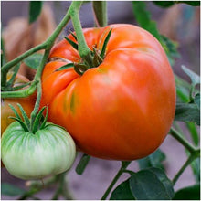 Tomtato Seeds (Potatoes from) for reliable seasonal color