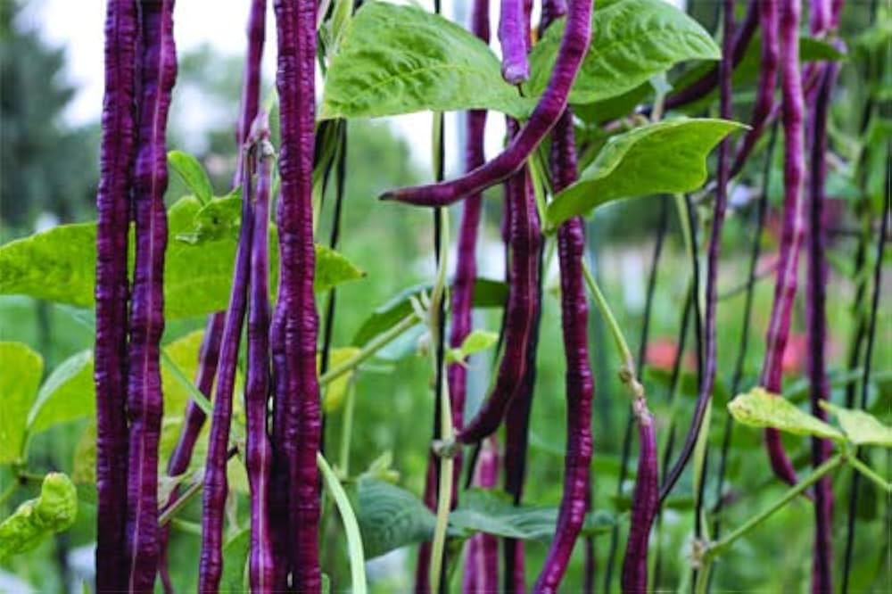 Yardlong Bean (Vigna unguiculata) seeds for vegetable garden planting