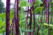 Yardlong Bean (Vigna unguiculata) seeds for vegetable garden planting