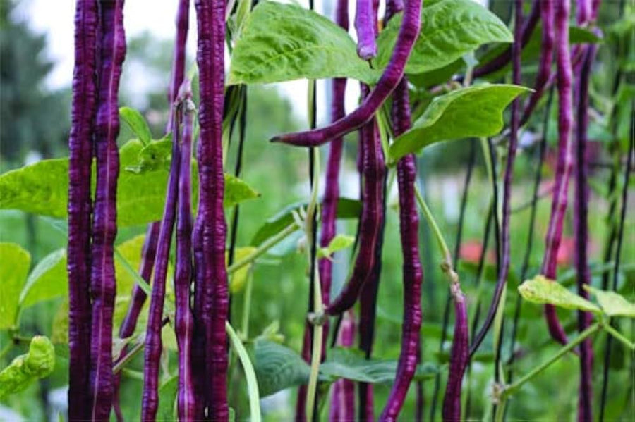 Yardlong Bean (Vigna unguiculata) seeds for vegetable garden planting