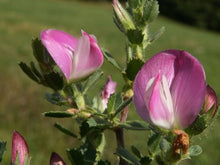 Hauhechel Ononis Spinosa Dornige Seeds for growers filling out the Wildflower Native Gardens