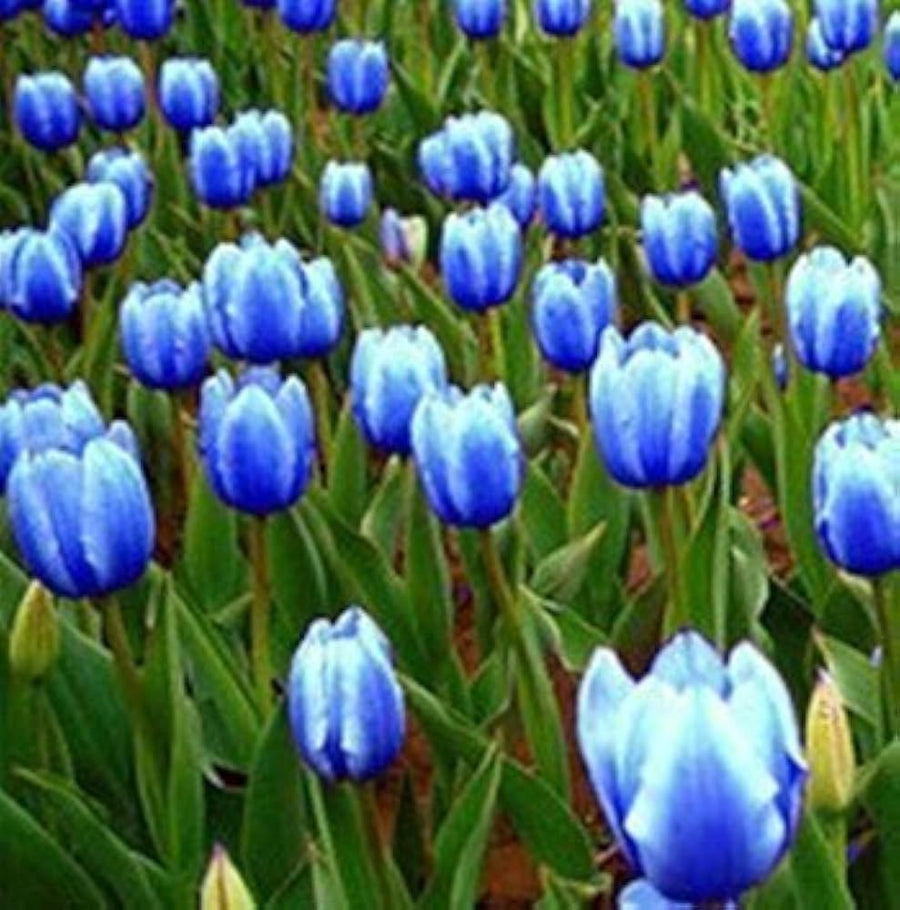 Hof Blue-Striped Tulip (Tulipa spp.) for rare bonsai flower garden