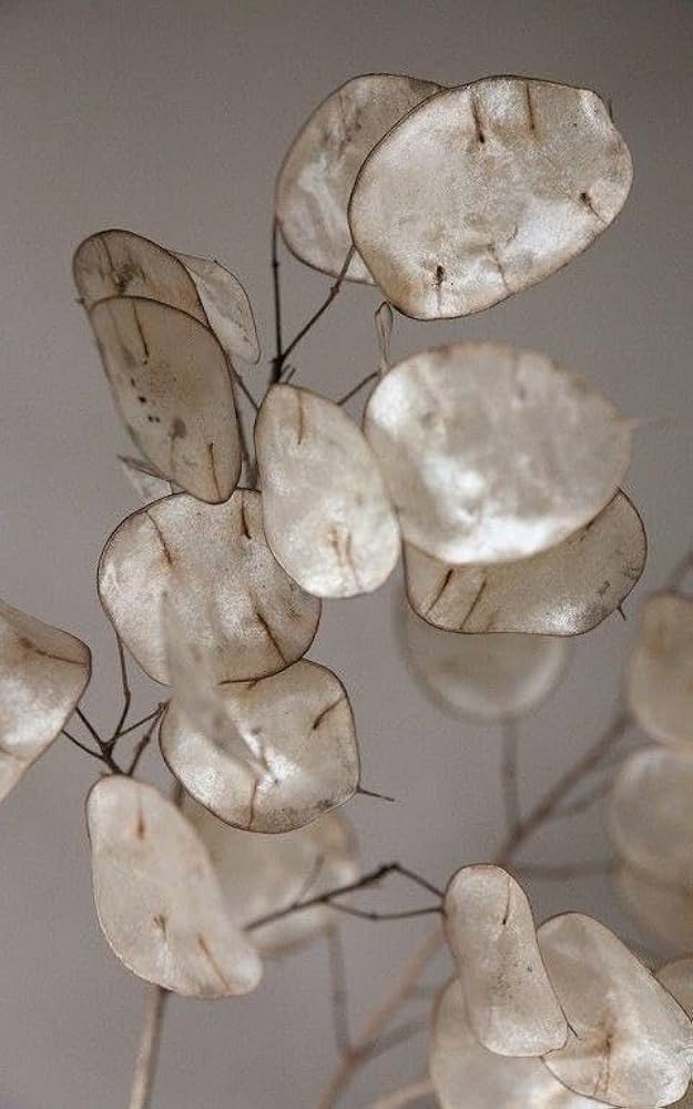 White flowered money plant seeds