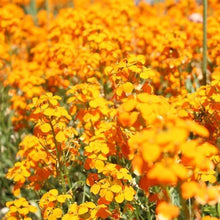 Orange Siberian Wallflower Seeds for growers planting the Bright Garden Accents