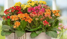Kalanchoe Flower Kalanchoe spp for planting in indoor garden