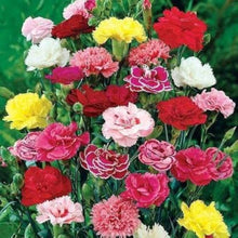 Carnation Dianthus Caryophyllus Seeds for growers seeking a long-blooming display