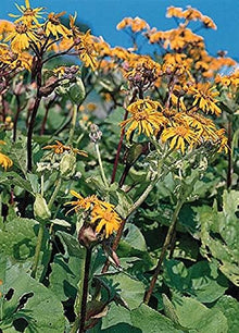 Ligularia Dentata Plant Seeds (Ligularia dentata) for a lasting display in the Shade Flower Bed