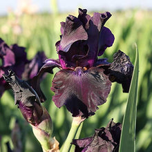 Bearded Iris Mixed Rhizome Seeds for growers seeking a long-blooming display