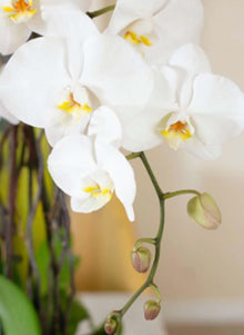 Phalaenopsis Orchid Seeds for a lasting display in the White Garden